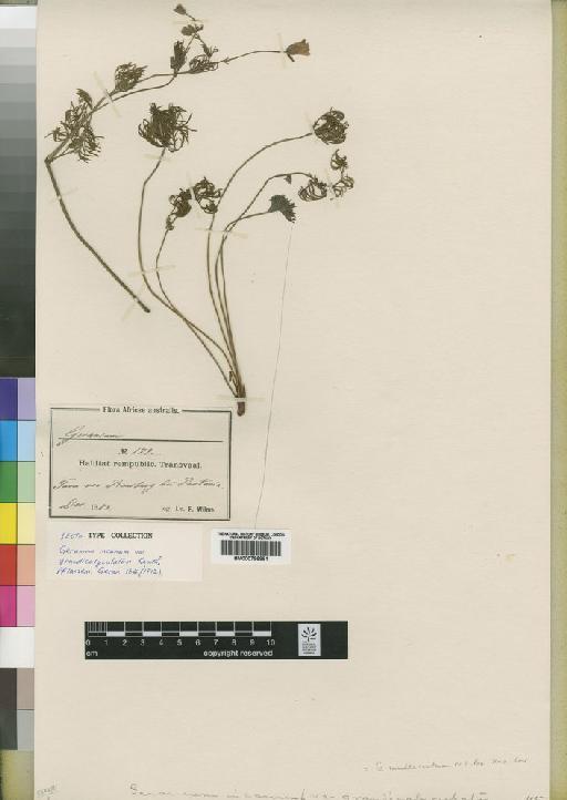 Geranium multisectum N.E.Br. - BM000796981