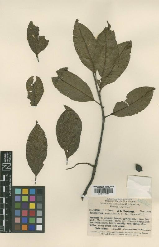 Elaeocarpus ptilanthus Schltr. - BM000795304