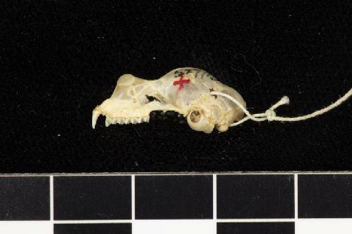 Rhinolophus robinsoni K. Andersen, 1918 - 1918_8_2_1-Rhinolophus_robinsoni-Holotype-Skull-lateral