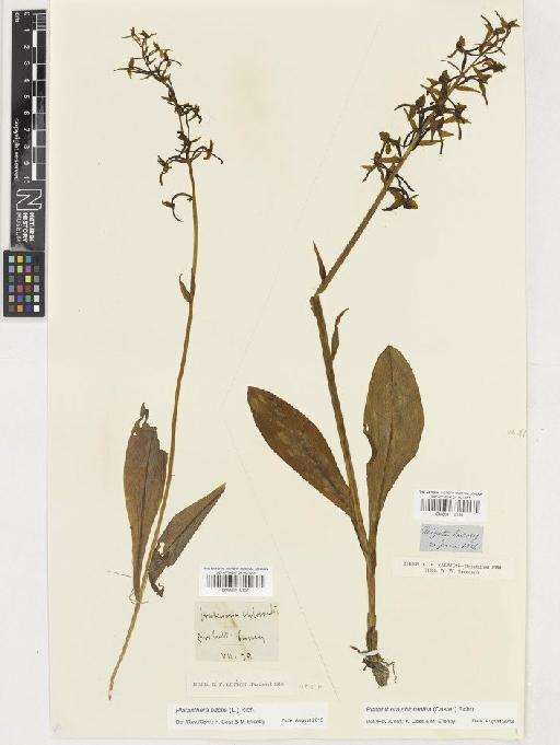 Platanthera chlorantha (Custer) Rchb. - BM001110156