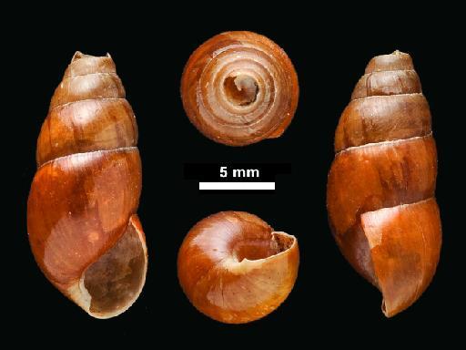 Achatina botellus Benson, 1860 - 1946.10.16.43-44, NEOTYPE, Achatina botellus Benson, 1860