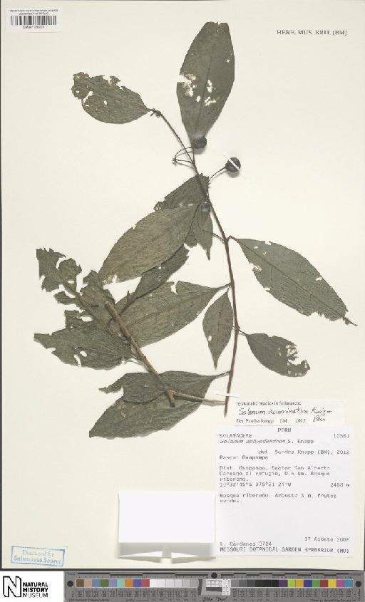 Solanum acuminatum Ruiz & Pav. - BM001120231