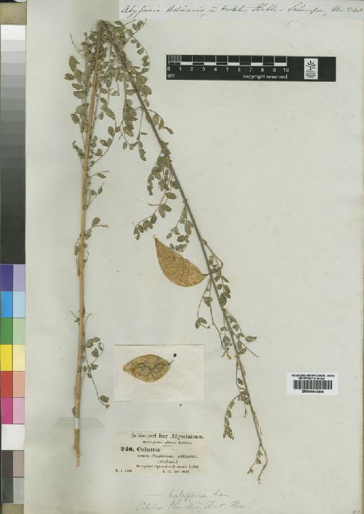 Colutea abyssinica Kunth & C.D.Bouché - BM000842860