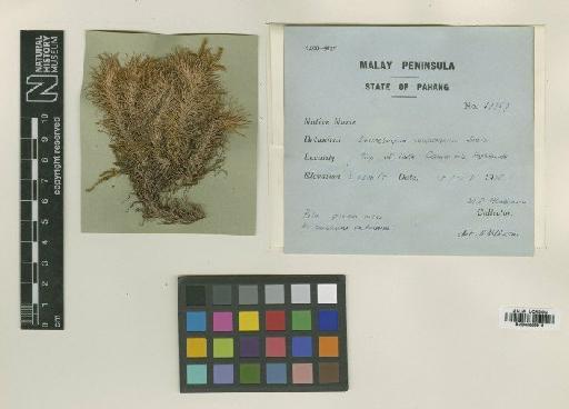 Leucobryum sumatranum Broth. ex Dixon - BM000866919
