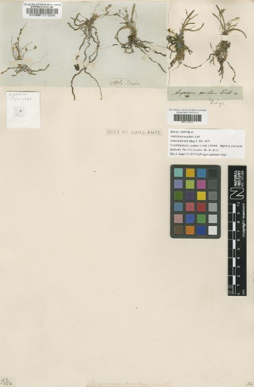 Angraecum pusillum Lindl. - BM001209277
