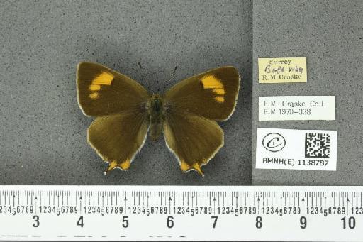 Thecla betulae (Linnaeus, 1758) - BMNHE_1138787_95216