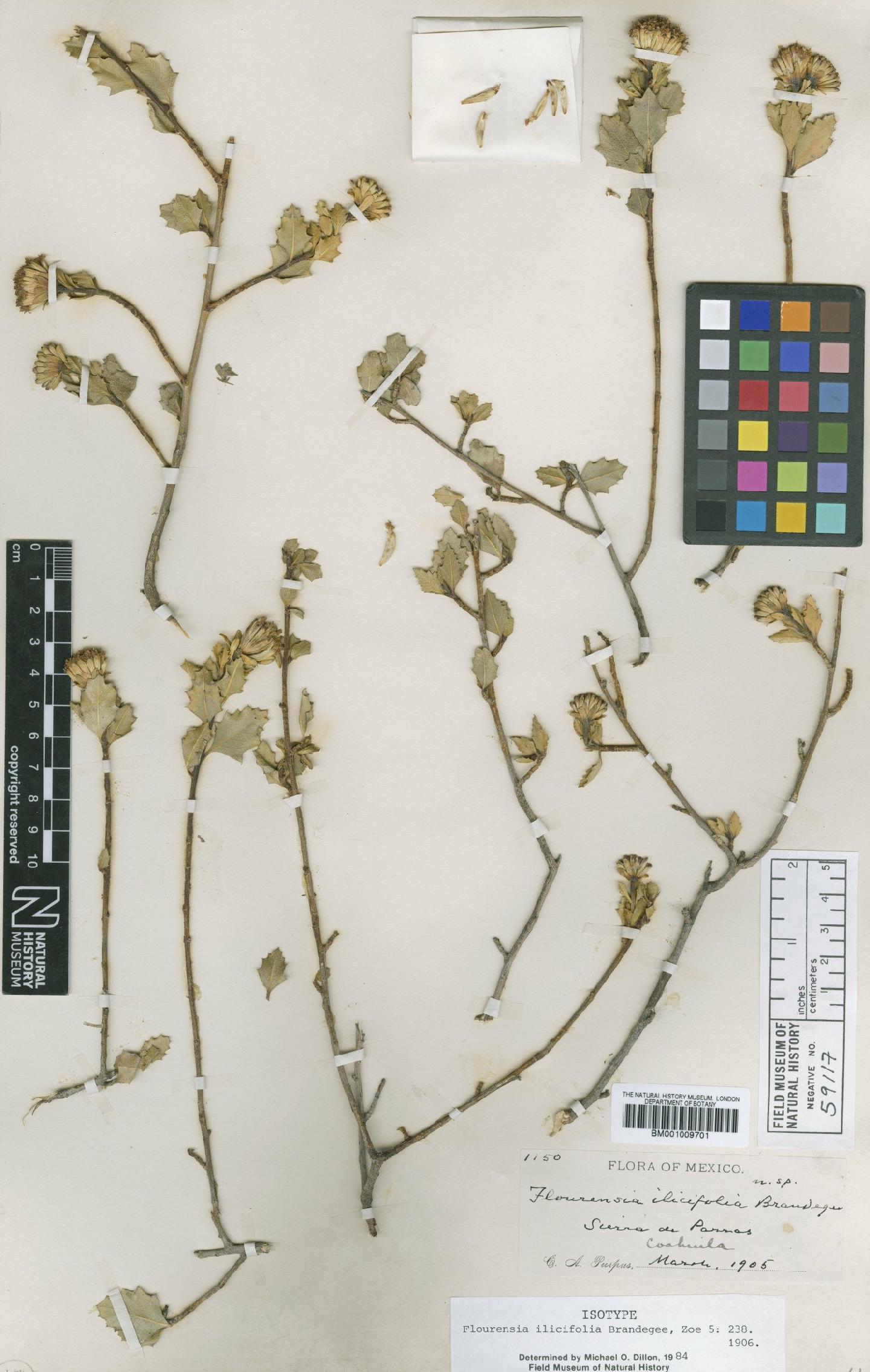 To NHMUK collection (Flourensia ilicifolia Brandegee; Isotype; NHMUK:ecatalogue:619977)