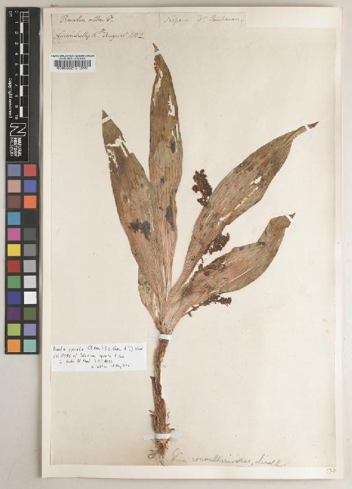 Pinalia spicata (D.Don) S.C.Chen & J.J.Wood - BM000506219
