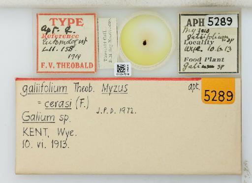 Myzus galiifolium Theobald, 1919 - 015347916_113014_741747_835815_Type