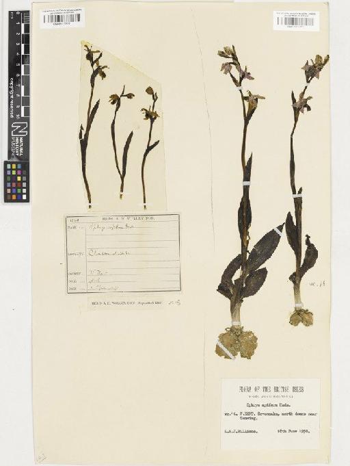 Ophrys apifera Huds. - BM001117117