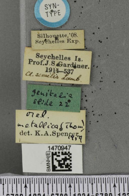 Melanagromyza similis Lamb, 1912 - BMNHE_1470947_label_45680