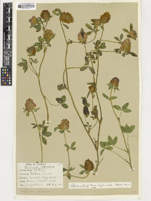 Trifolium pratense L. - BM001036713