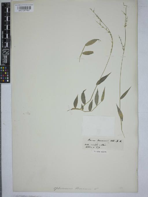 Oplismenus compositus (L.) P.Beauv. - 012547827