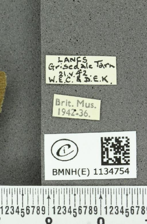 Callophrys rubi rubi (Linnaeus, 1758) - BMNHE_1134754_label_98101