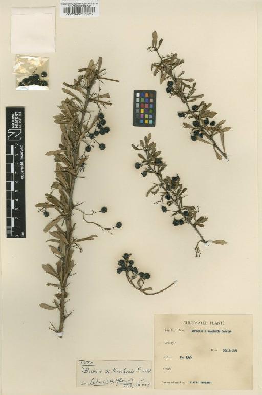 Berberis × rubrostilla 'Knockvale Scarlet' - BM000554829