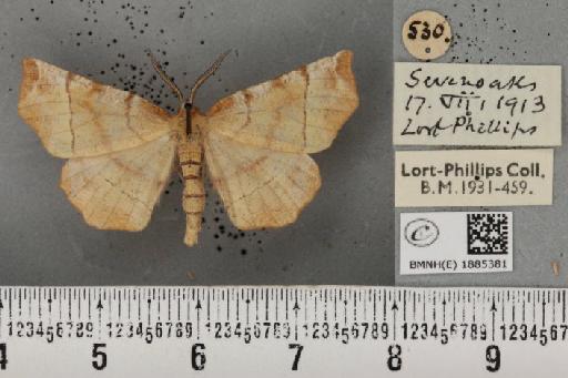 Selenia dentaria (Fabricius, 1775) - BMNHE_1885381_445336