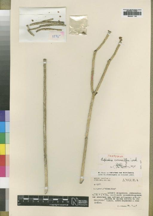 Euphorbia carunculifera Leach - BM000911288