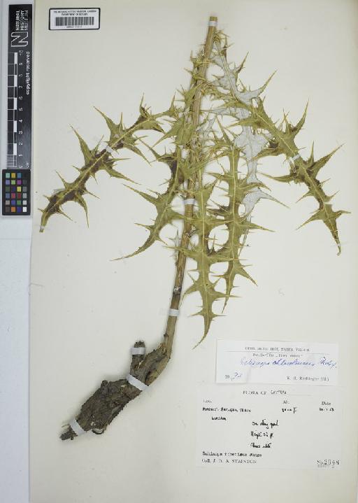 Echinops chloroleucus Rech.f. - BM001191147