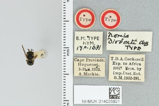 Pseudapis (Pachynomia) diodonta (Cockerell, 1935) - 014025821_839193_423678-