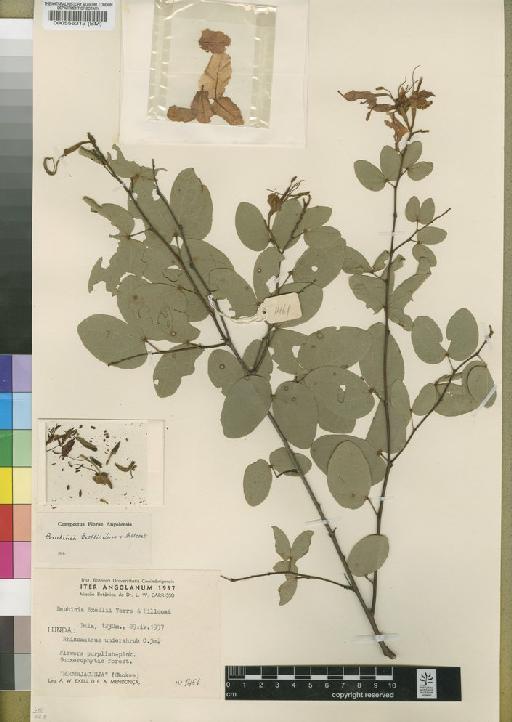 Bauhinia exellii Torre & Hillc. - BM000556312