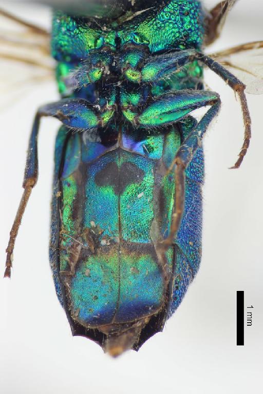 Chrysis interceptor Smith, F., 1874 - Chrysis_interceptor-BMNH(E)#970879_type-ventral-2X