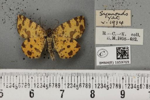 Pseudopanthera macularia (Linnaeus, 1758) - BMNHE_1859769_430106