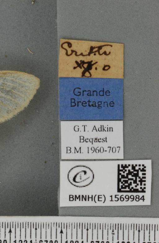 Leucoma salicis (Linnaeus, 1758) - BMNHE_1569984_label_496659