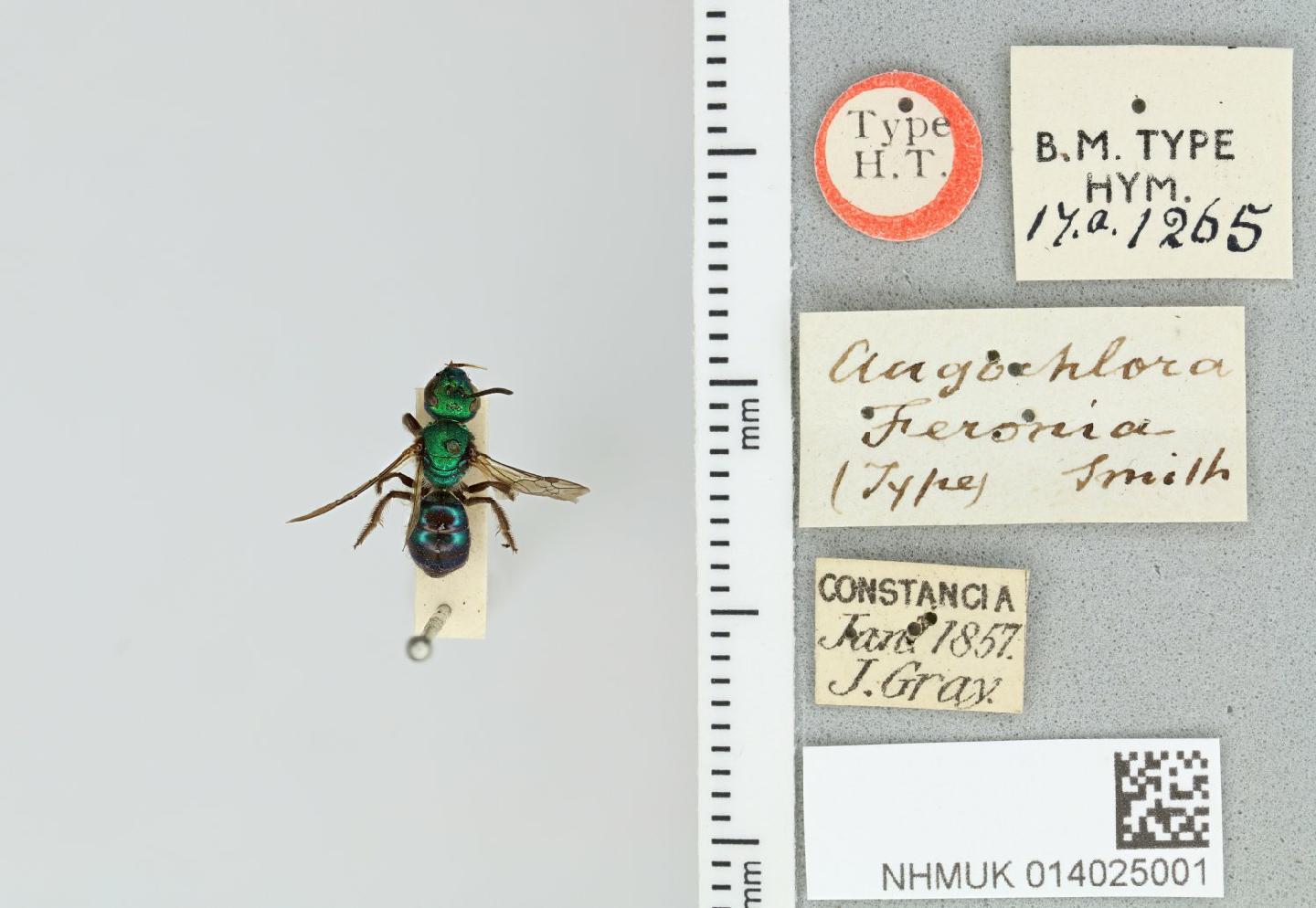 Augochlora feronia