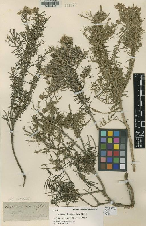 Helichrysum ferrugineum (Labill.) Less. ex Benth. - BM000603642