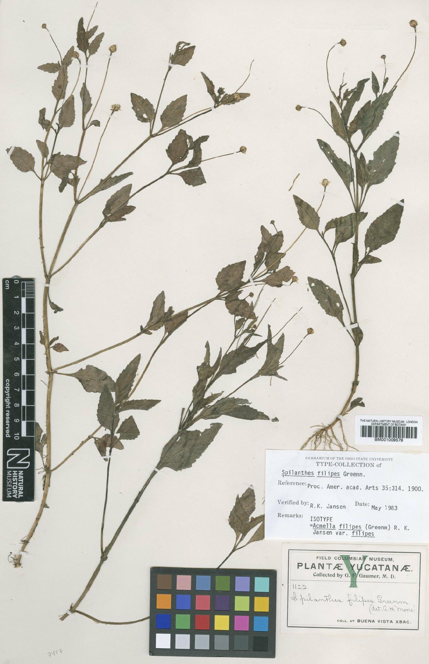 To NHMUK collection (Acmella filipes (Greenm.) R.K.Jansen; Isotype; NHMUK:ecatalogue:616269)