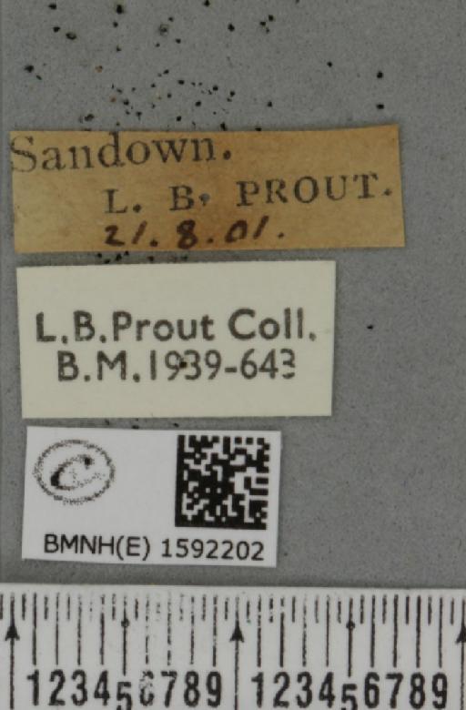 Idaea subsericeata ab. pingeudinata Zeller, 1847 - BMNHE_1592202_label_263580
