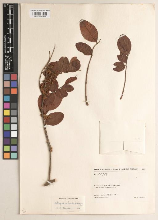 Dalbergia nitidula Welw. ex Baker - BM013405915