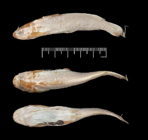 Liocassis breviceps Regan, 1913 - BMNH 1889.11.12.64-65, SYNTYPES, Liocassis breviceps, b