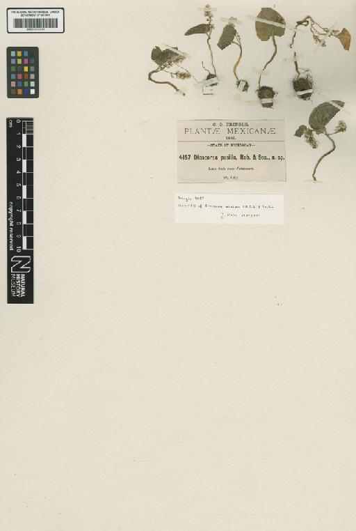 Dioscorea minima C.B.Rob. & Seaton - BM001191044