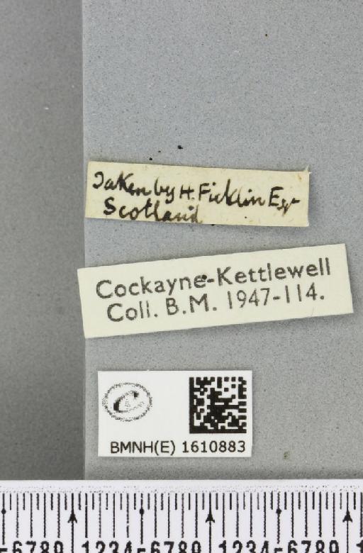 Xanthorhoe fluctuata fluctuata ab. costovata Haworth, 1809 - BMNHE_1610883_label_308811
