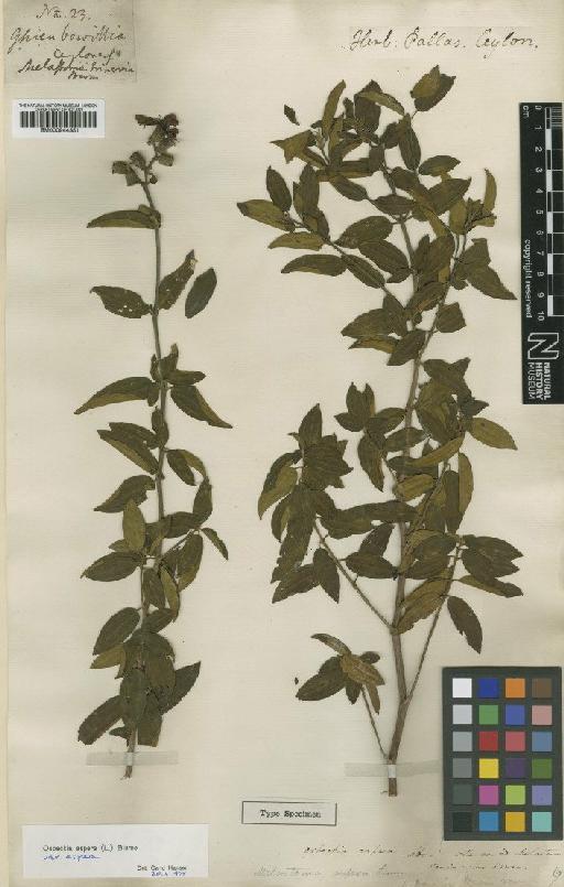 Osbeckia aspera (L.) Blume - BM000944351