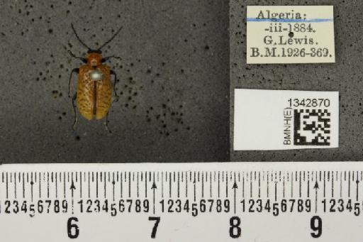 Lilioceris (Lilioceris) lilii stercoraria (Linnaeus, 1767) - BMNHE_1342870_13085