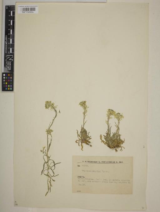 Erysimum raulini Boiss. - BM013419359