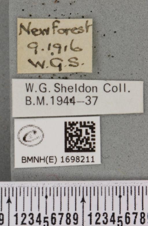 Nycteola revayana ab. albimaculata Sheldon, 1919 - BMNHE_1698211_label_295007