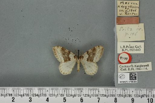 Epirrita christyi ab. latifasciata Prout, 1914 - BMNHE_1788584_a_360317