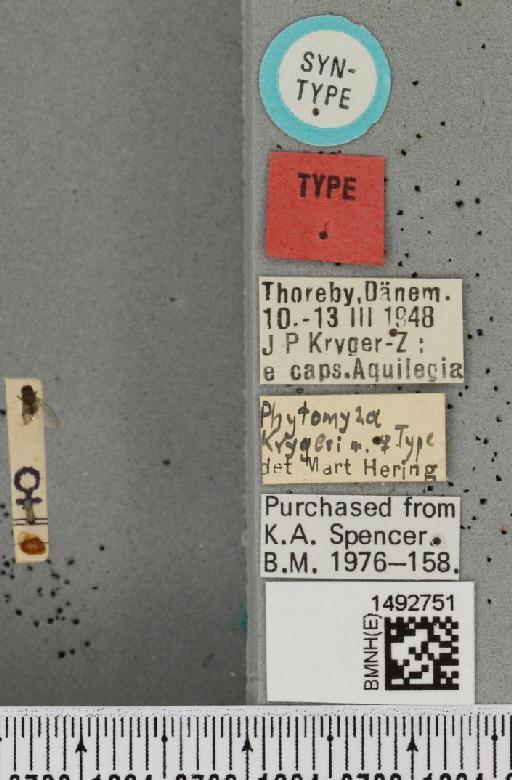 Phytomyza krygeri Hering, 1949 - BMNHE_1492751_label_54484