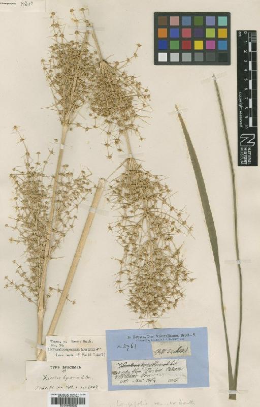 Lomandra hystrix (R.Br.) L.R.Fraser & Vickery - BM000939352