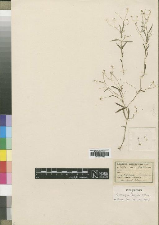 Gutenbergia gracilis Moore - BM000903755
