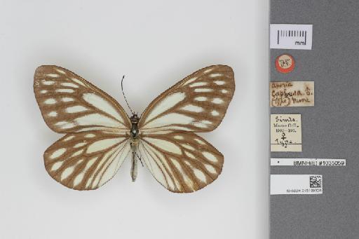 Aporia caphusa Moore, 1872 - 015199328_Metaporia_agathon_caphusa_Moore_1872_Dorsal