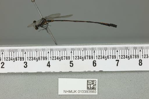 Elattoneura mutata Selys, 1886 - 013383560_lateral