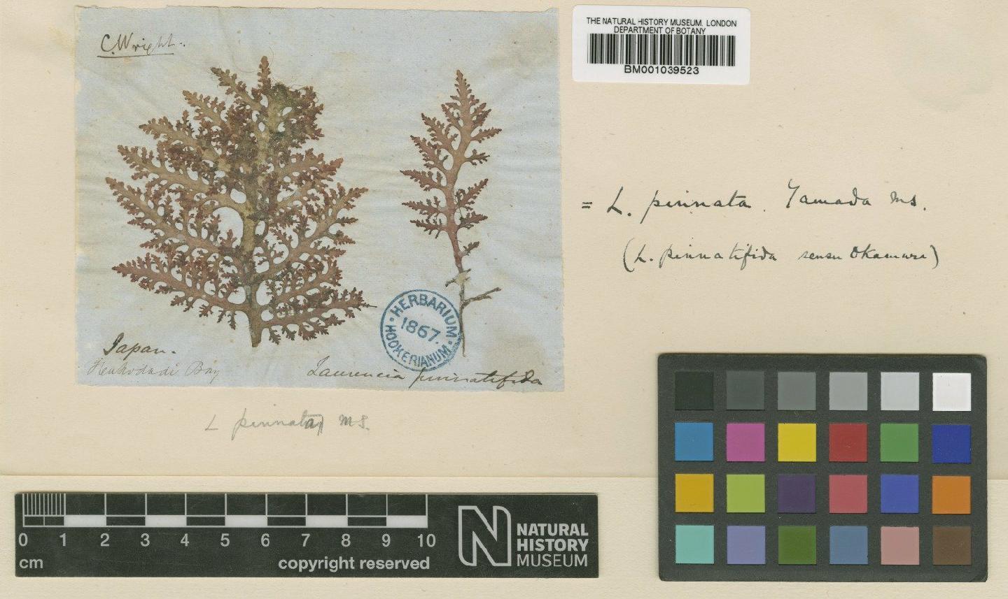 To NHMUK collection (Laurencia pinnata Yamada; TYPE; NHMUK:ecatalogue:717803)