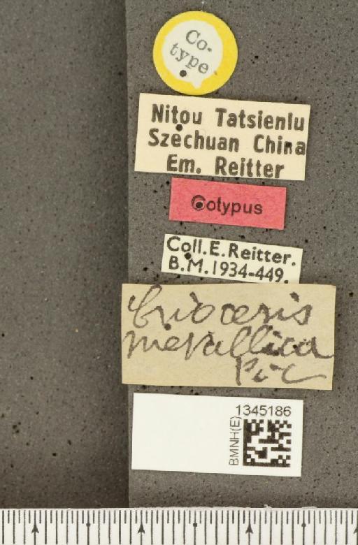 Lilioceris (Lilioceris) iridescens (Pic, 1916) - BMNHE_1345186_label_13480