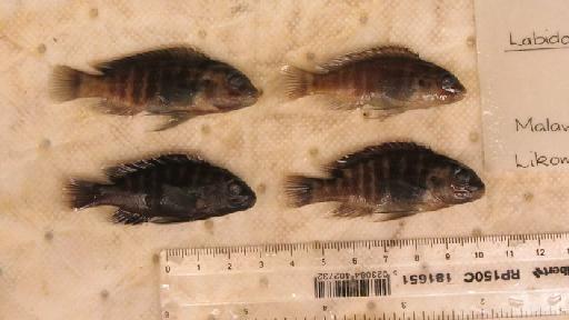 Labidochromis lividus Lewis, 1982 - BMNH 1981.1.9.97-100, PARATYPES, Labidochromis lividus