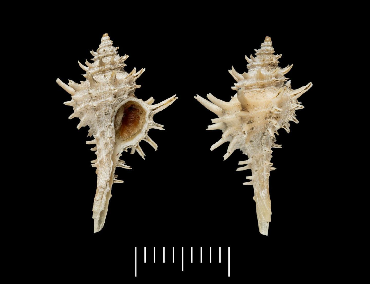 To NHMUK collection (Murex multispinosus G. B. Sowerby III, 1904; HOLOTYPE; NHMUK:ecatalogue:2491529)