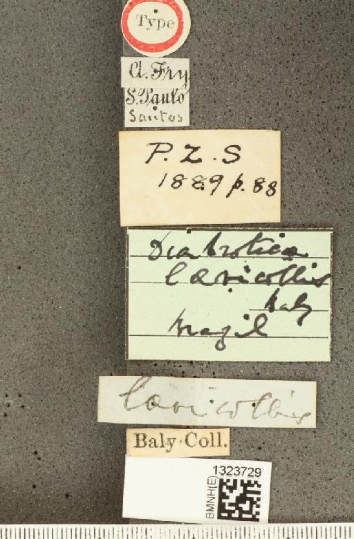 Diabrotica nitidicollis Baly, 1889 - BMNHE_1323729_label_19509